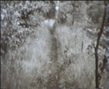 1961