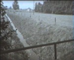 1961